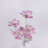 6 Heads Artificial Cosmos Flower 60cmH